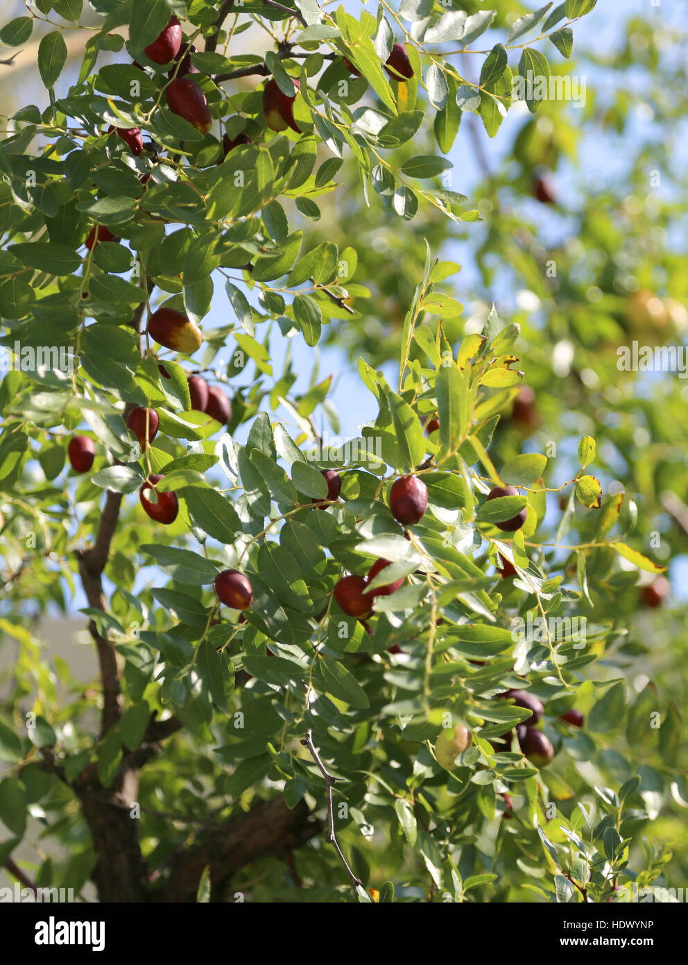 Jujube tree hires stock photography and images Alamy