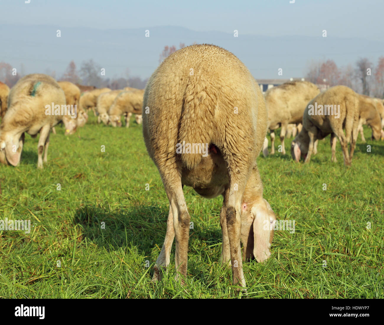 tail sheep photographed from behind in a large sheep flock Stock Photo ...