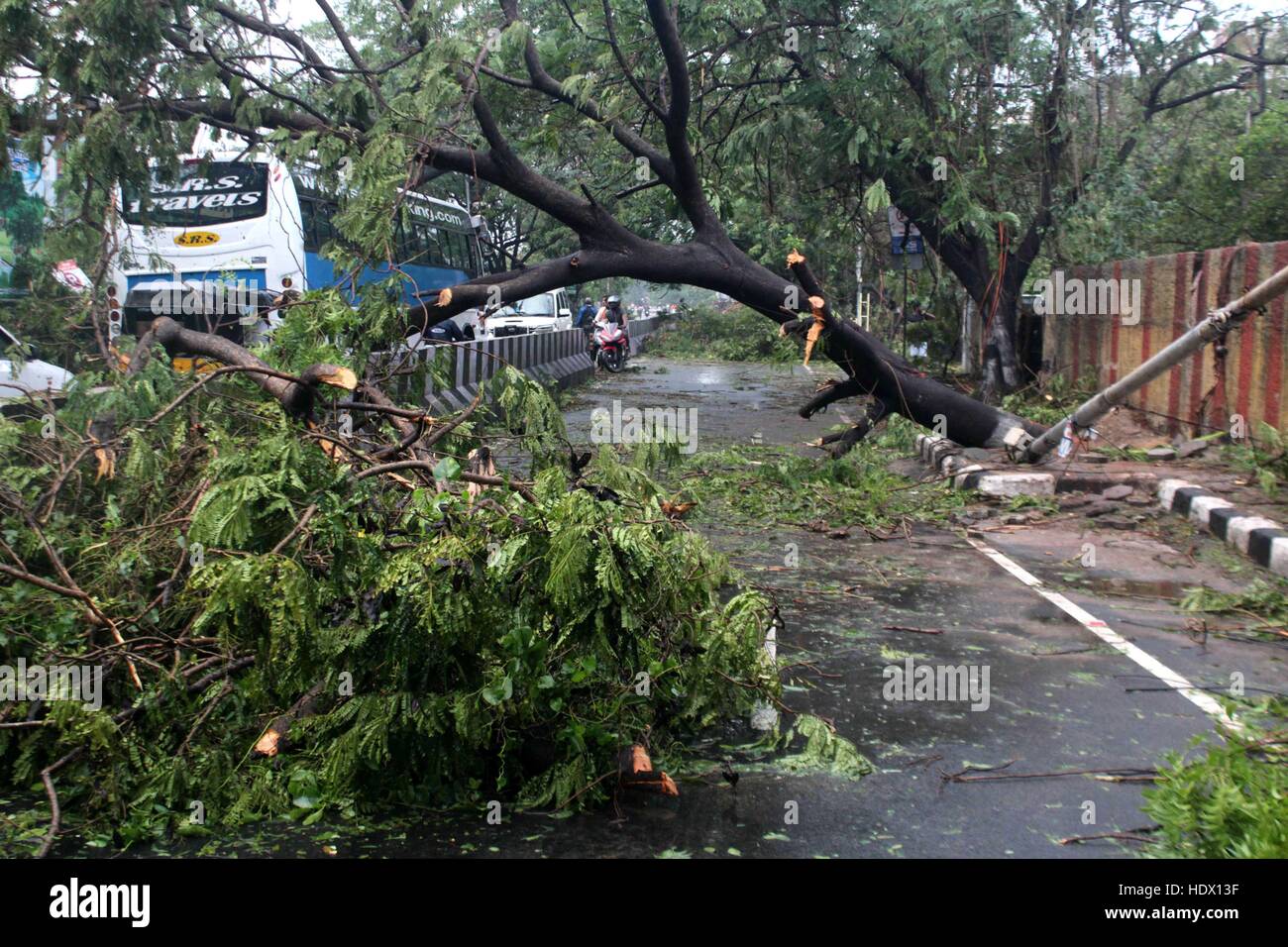 Uprooted tree blocking road, Cyclone Vardah, Madras, Chennai, Tamil Nadu, India, Asia Stock Photo