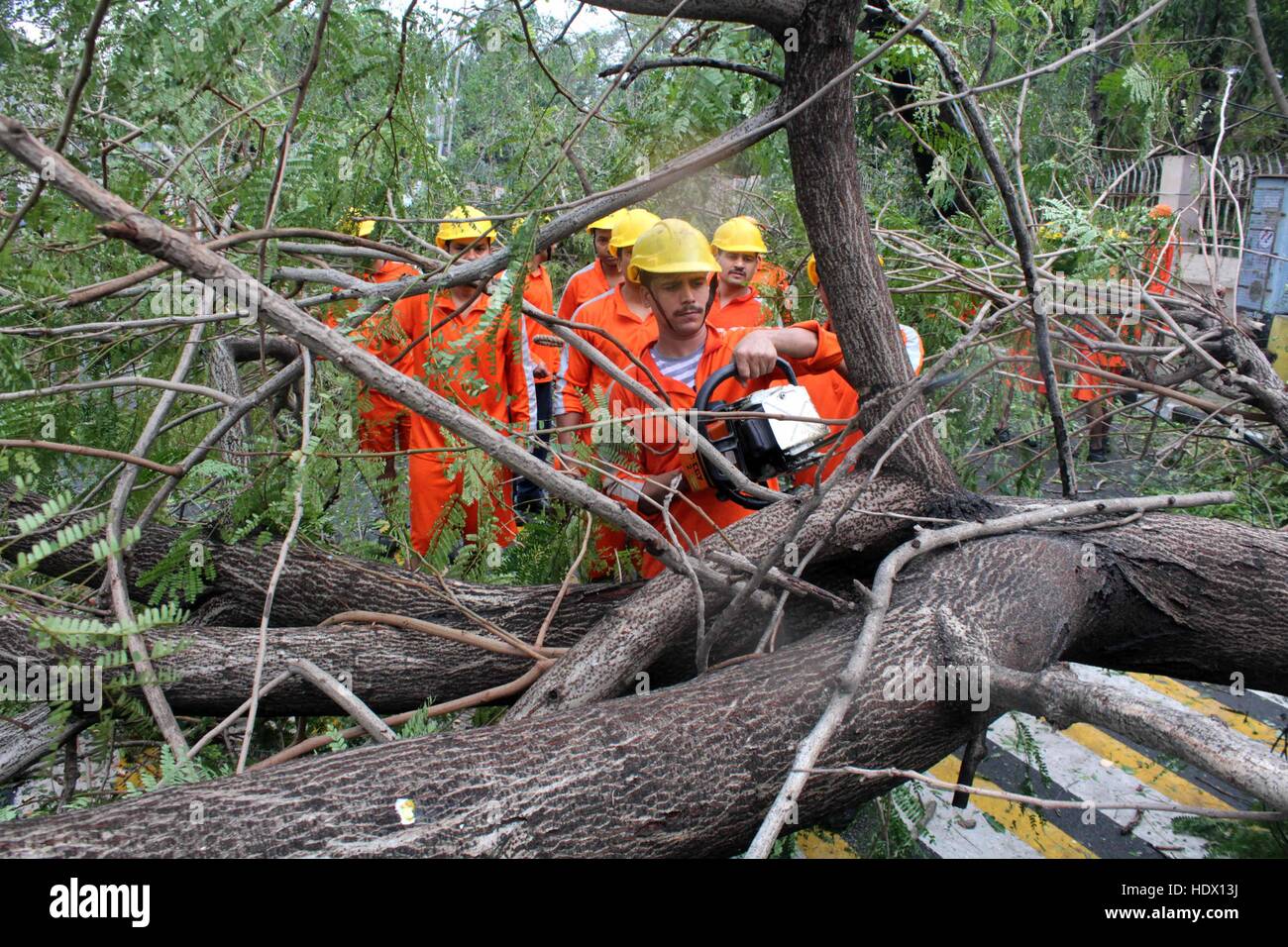NDRF National Disaster Response Force men removing uprooted fallen