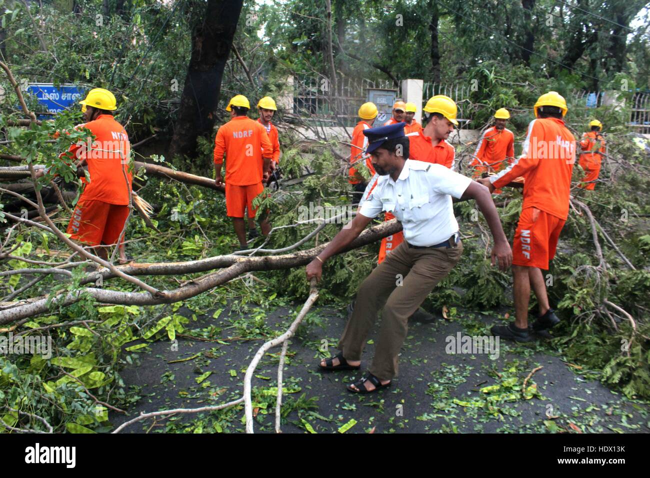 NDRF National Disaster Response Force men removing uprooted fallen