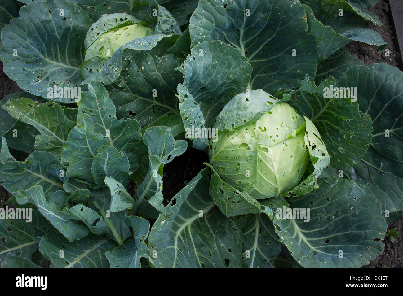 Close up of lettuce Stock Photo