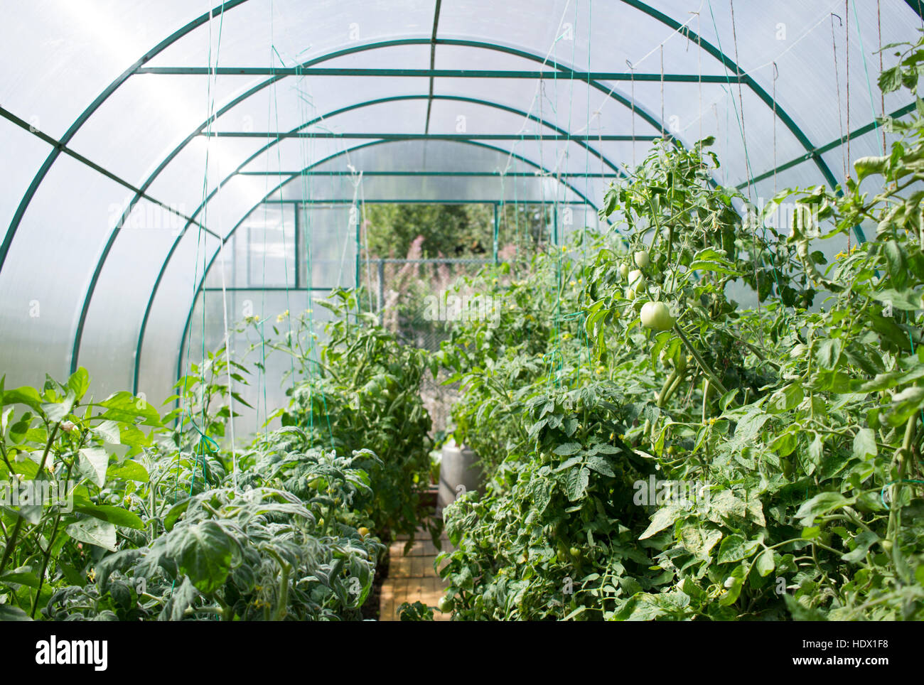 Vegetable garden in greenhouse Stock Photo