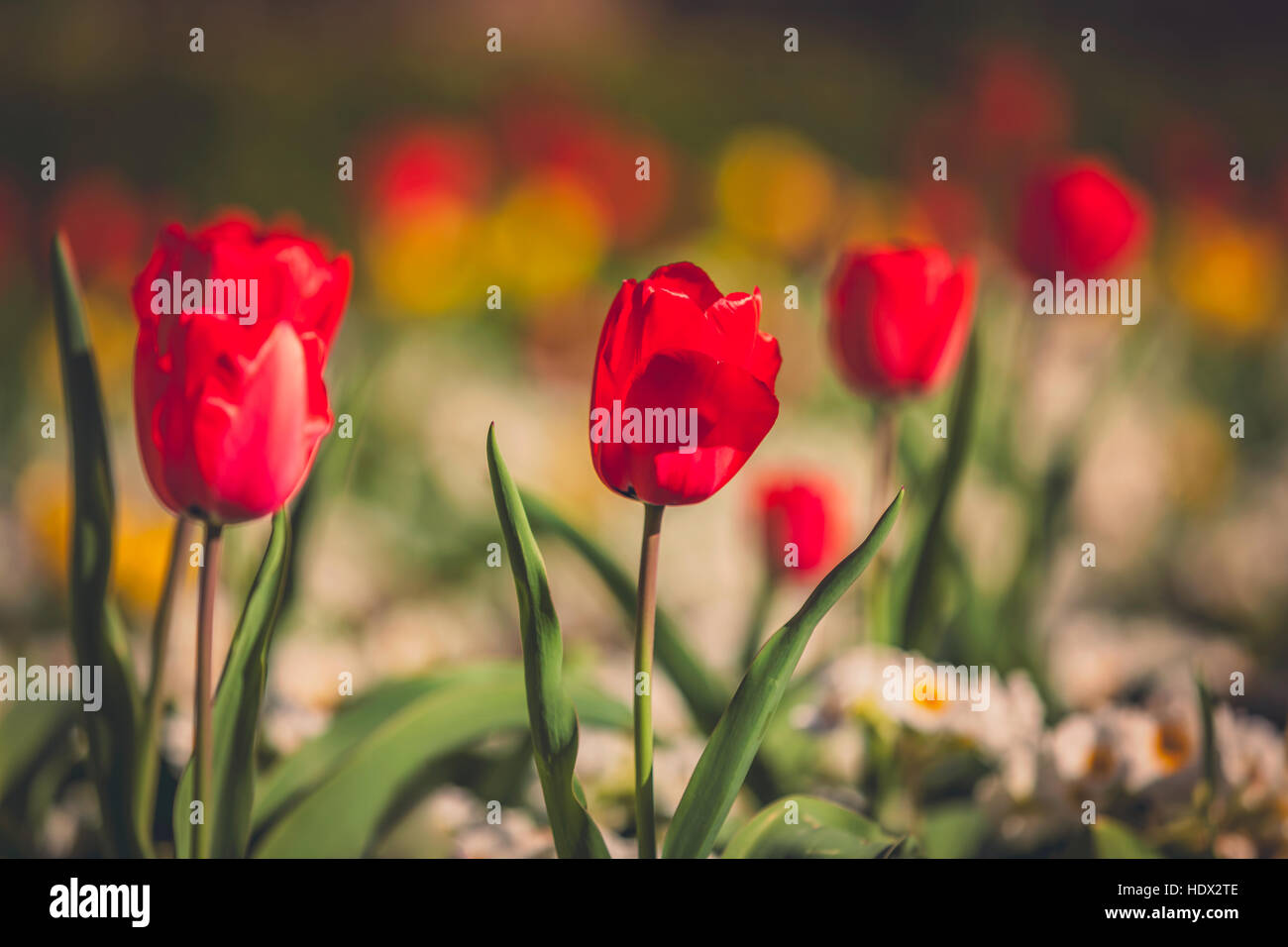 Red and yellow tulips in the garden in spring Stock Photo - Alamy