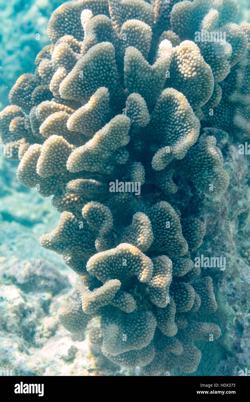 Reef corals on the Maldives, Indian Ocean Stock Photo