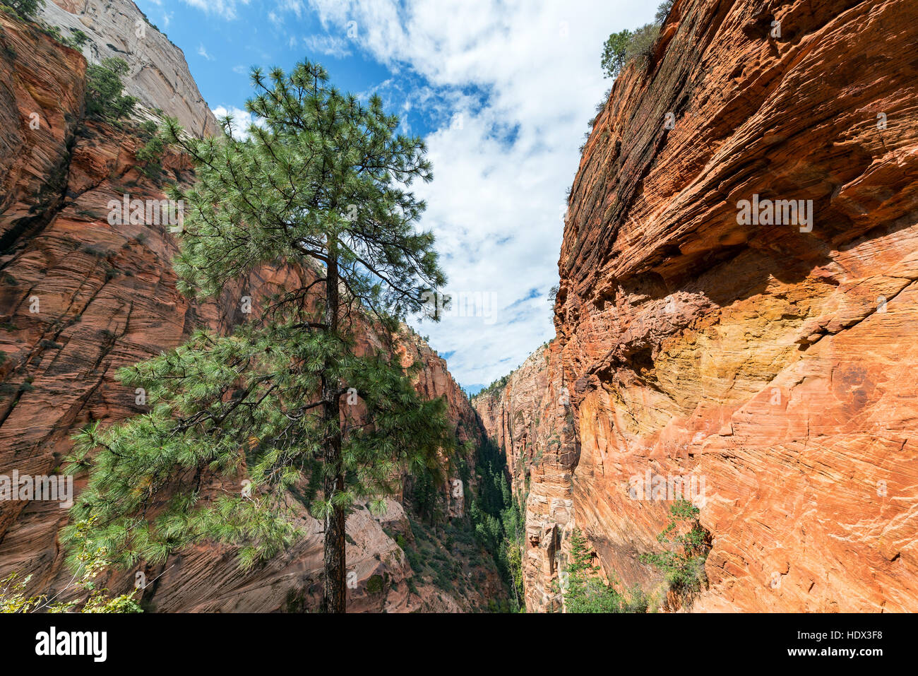 Pine tree and steep narrow canyon in Zion National Park in Utah Stock Photo