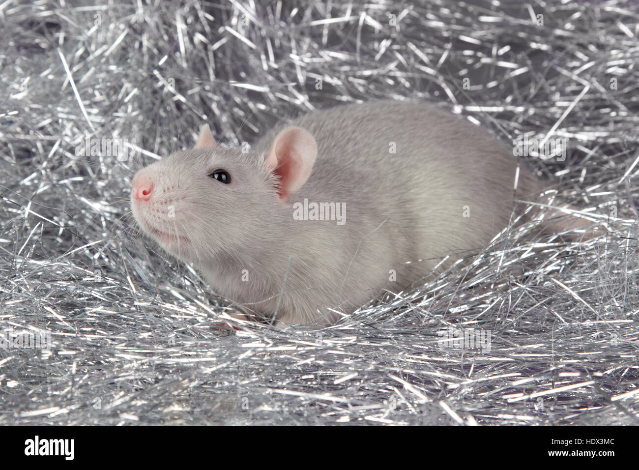 Blue rat hi-res stock photography and images - Alamy