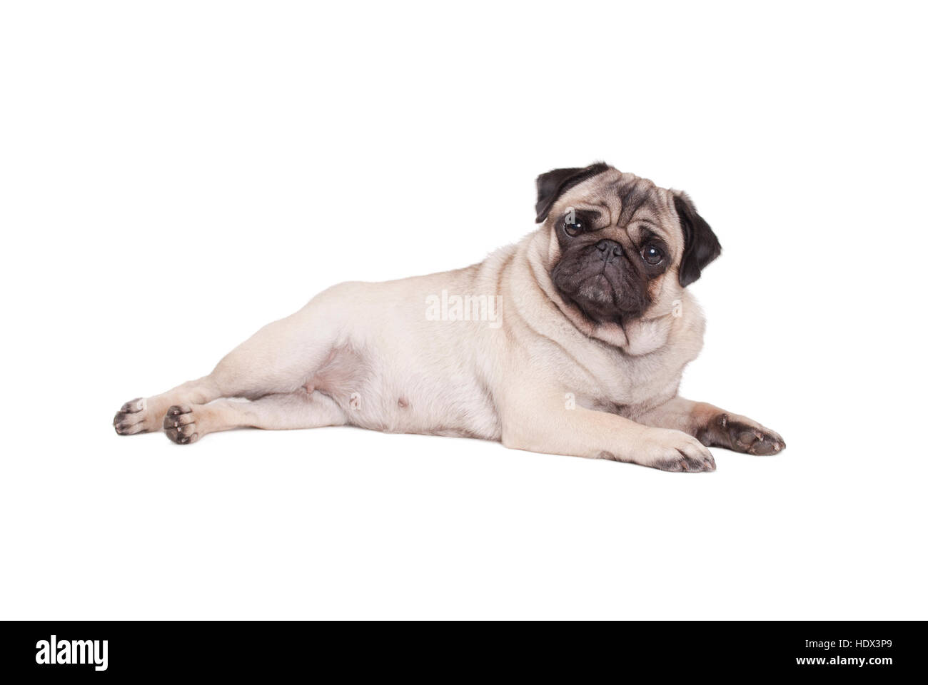 Pug dog small puppy sales