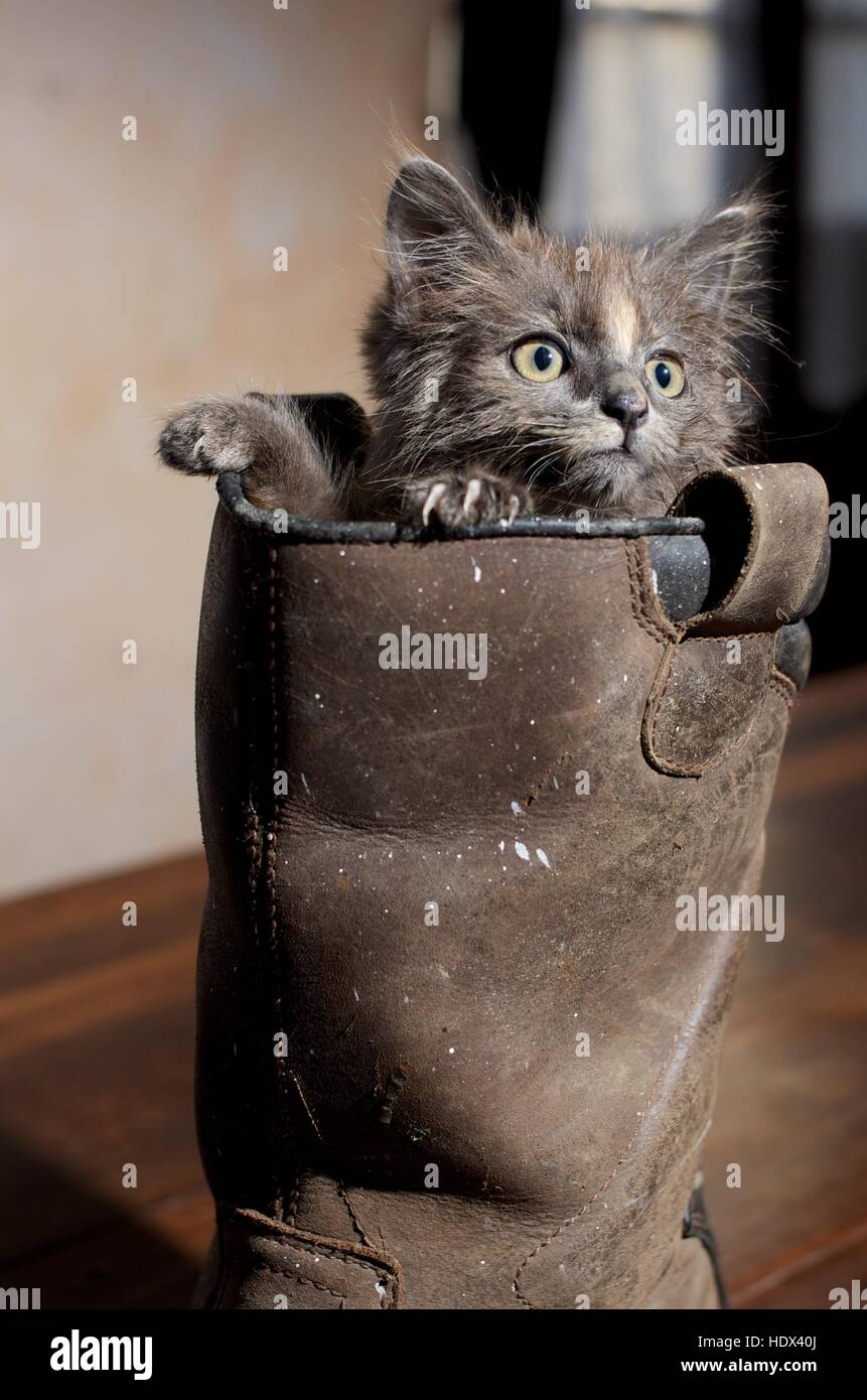 Cute little kitten in an old boot Stock Photo Alamy
