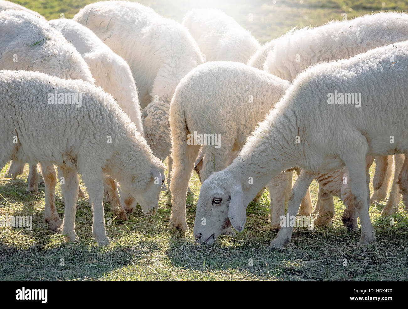Flock of sheep grazing in a hill in sunlight Stock Photo - Alamy