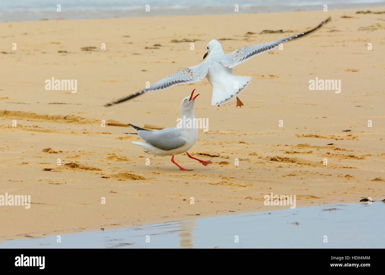 Adult Silver gull (Larus novaehollandiae) fighting pestering immature, Seaspray, Victoria, VIC, Australia Stock Photo
