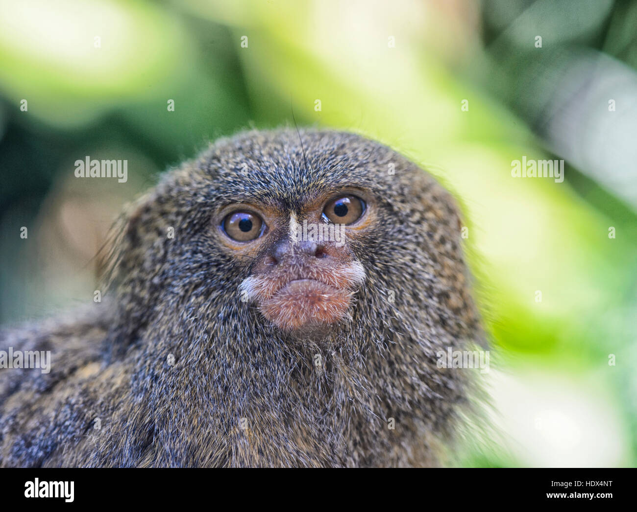 Pygmy Marmoset (Callythrix pygmaea) is native to South America. Its status is 'Vulnerable' Stock Photo
