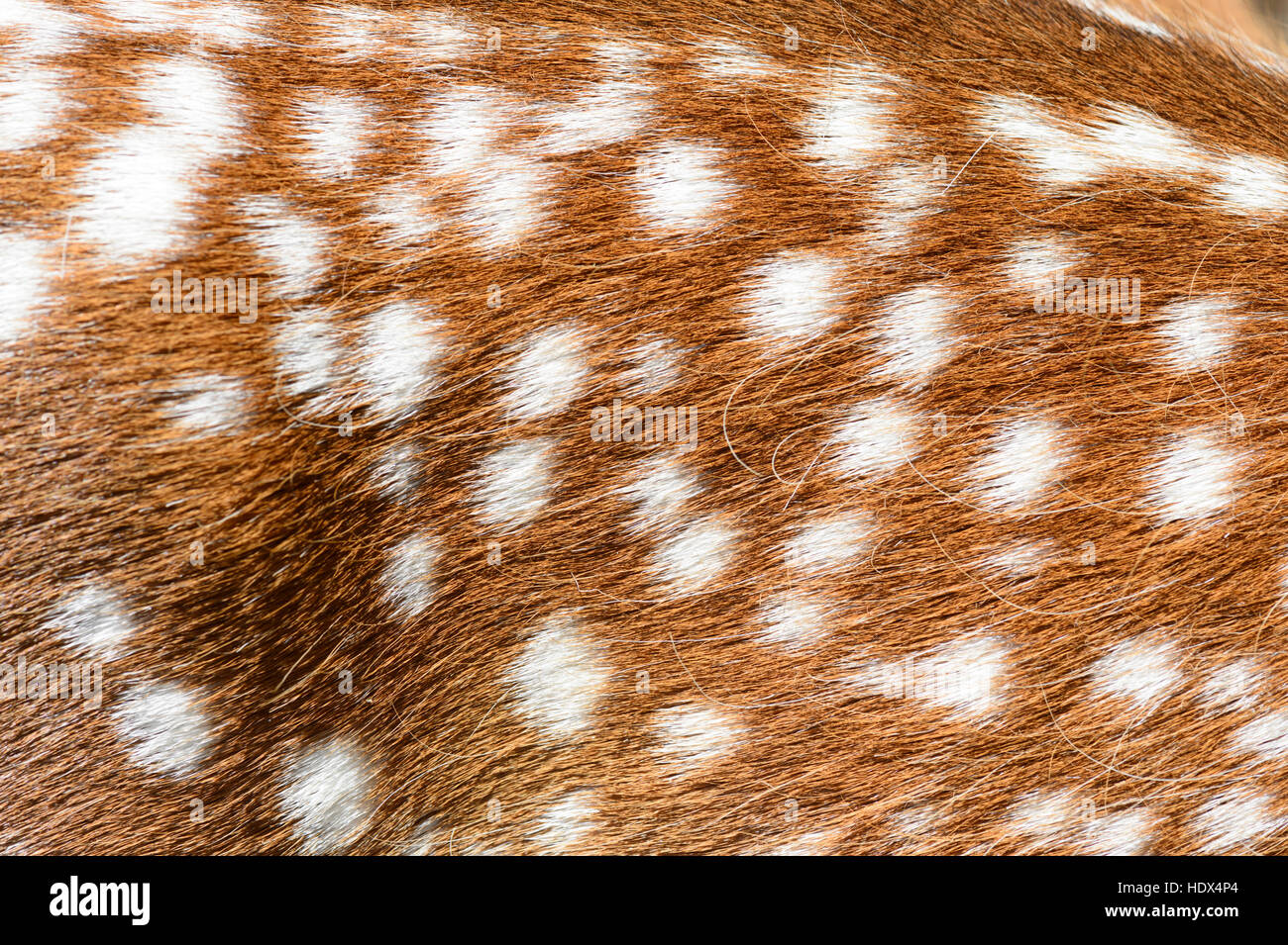 Detail of European Fallow Deer fur (Dama dama) Stock Photo