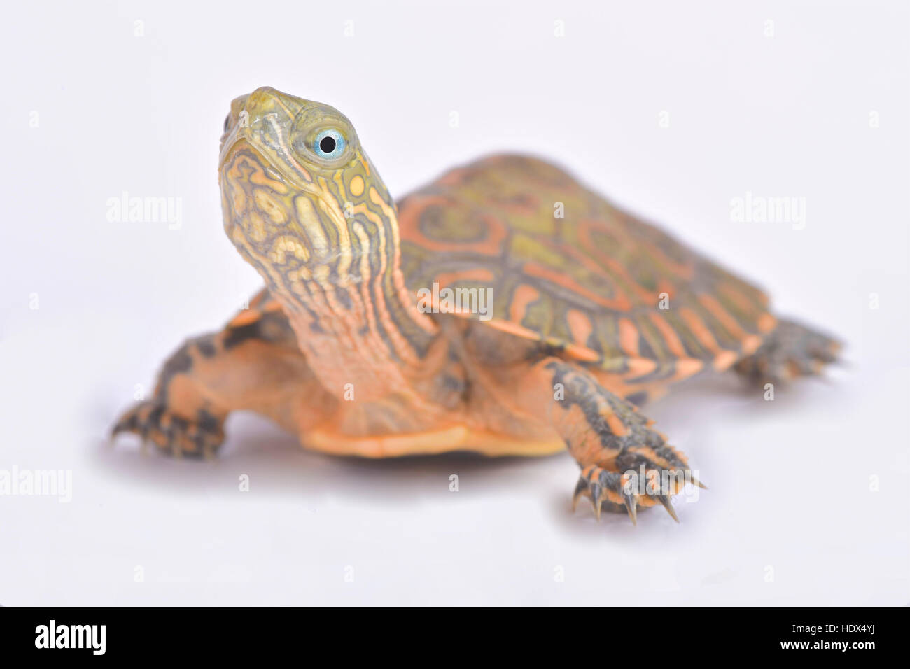 Saharan pond turtle, Mauremys leprosa saharica Stock Photo