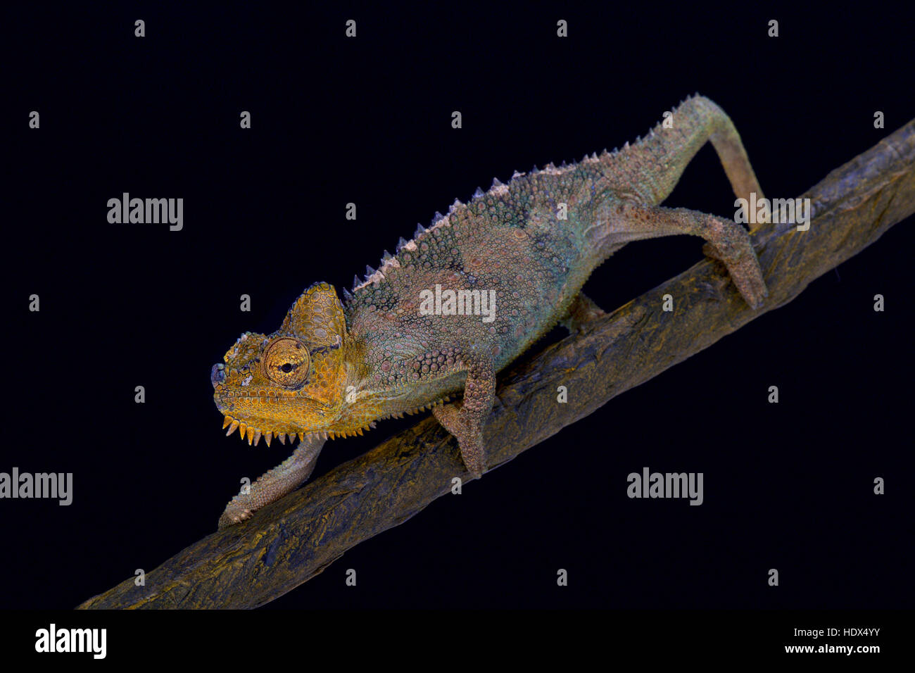 von Höhnel's chameleon, Trioceros hoehnelli, Kenya Stock Photo