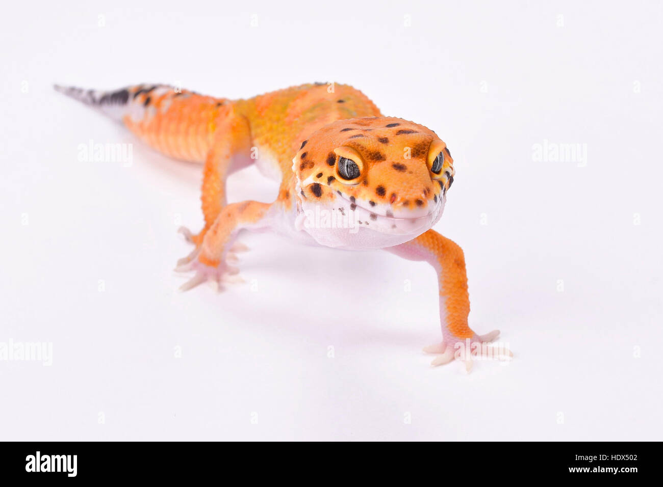 Leopard gecko,Eublepharis macularius Stock Photo