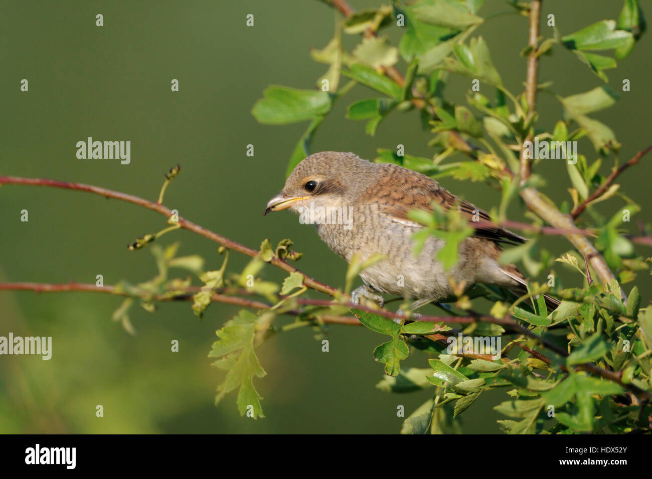 Red-backed Shrike / Neuntoeter ( Lanius collurio ) , young bird, perched on top of a hedge on a little twig, feeding on an insect. Stock Photo