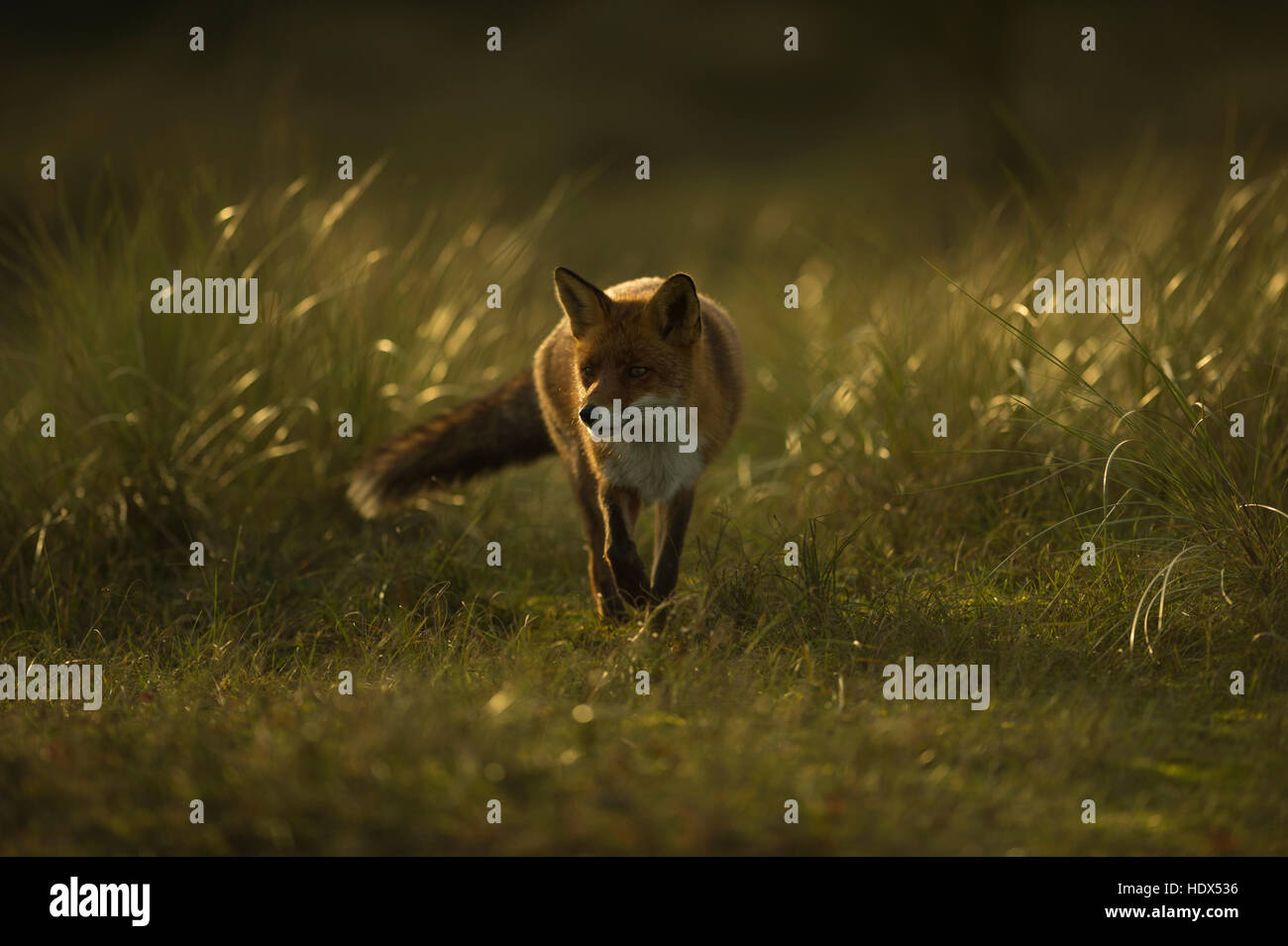 Red Fox ( Vulpes vulpes ) walking through grasslands, late in the evening, low sunlight, backlight situation, full of atmosphere. Stock Photo