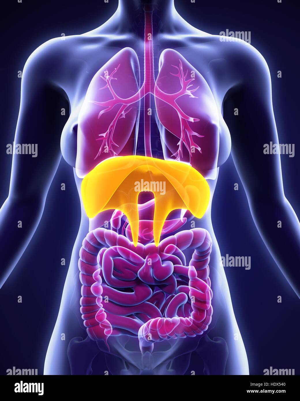Human Diaphragm Anatomy Stock Photo