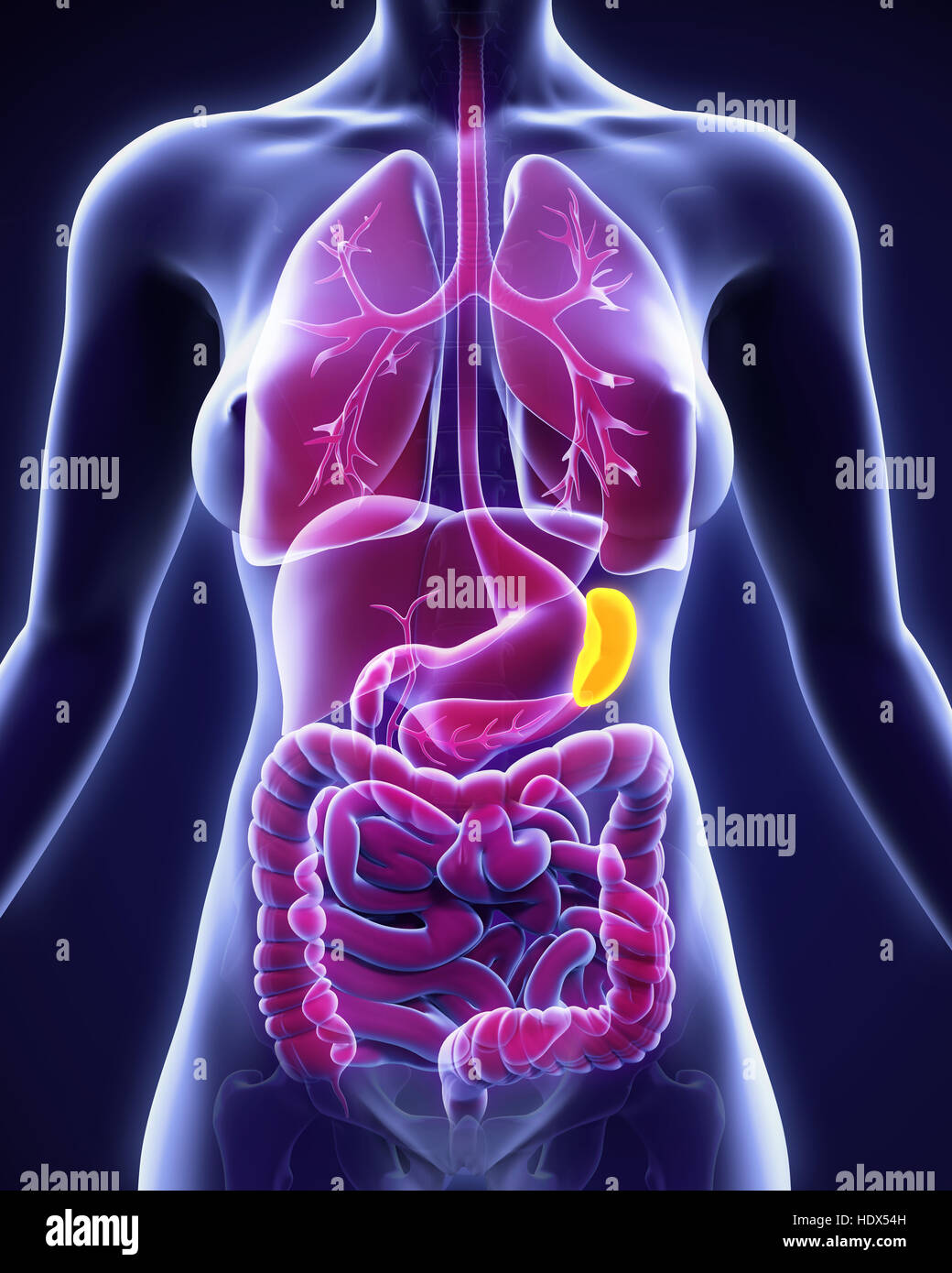 Liver Spleen Anatomy