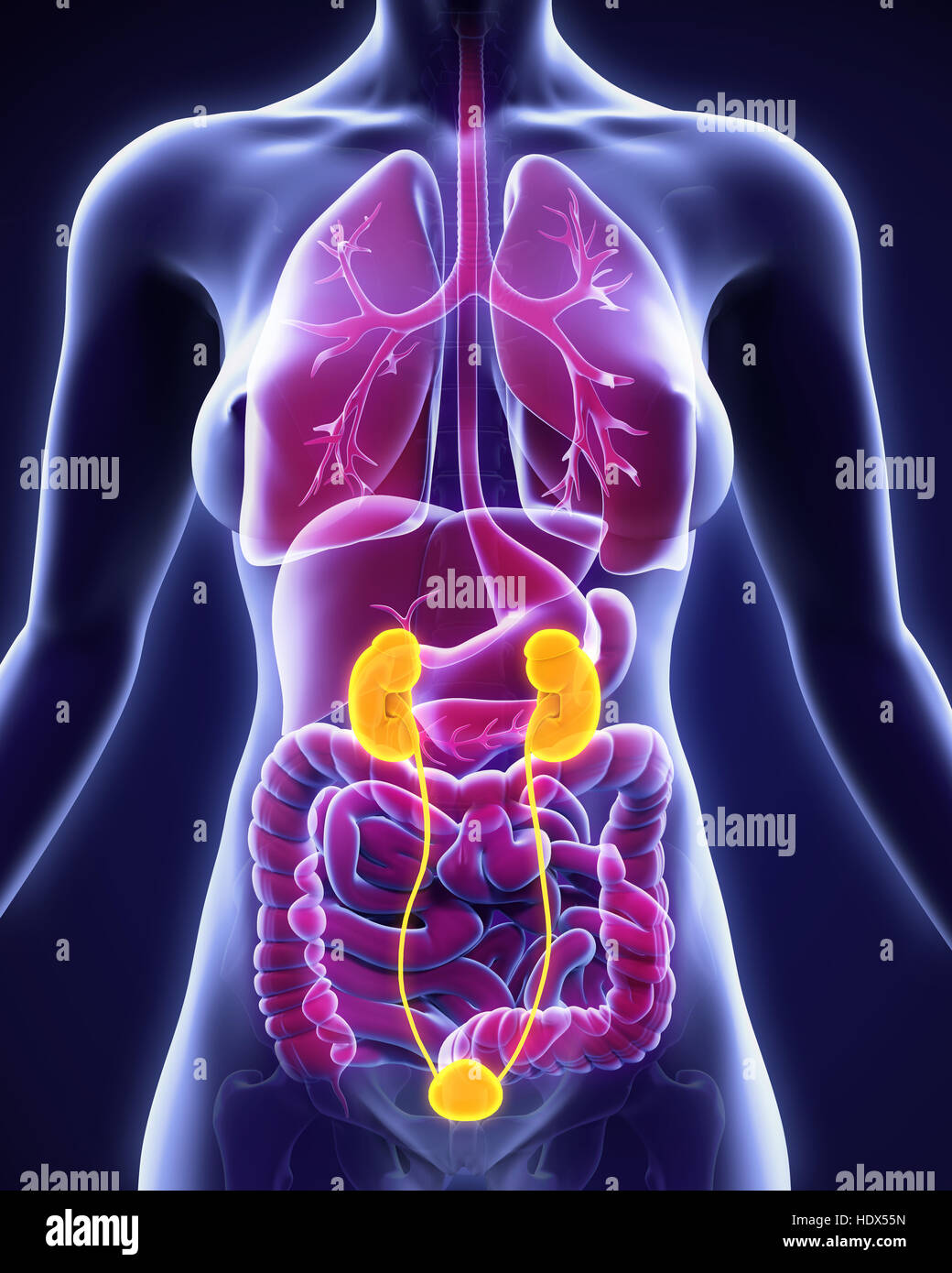 Female Urinary System Stock Photos & Female Urinary System Stock Images