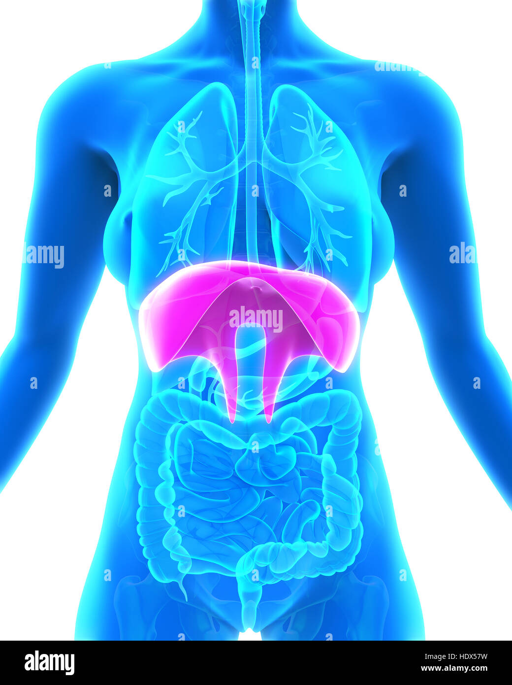 Human Diaphragm Anatomy Stock Photo Alamy