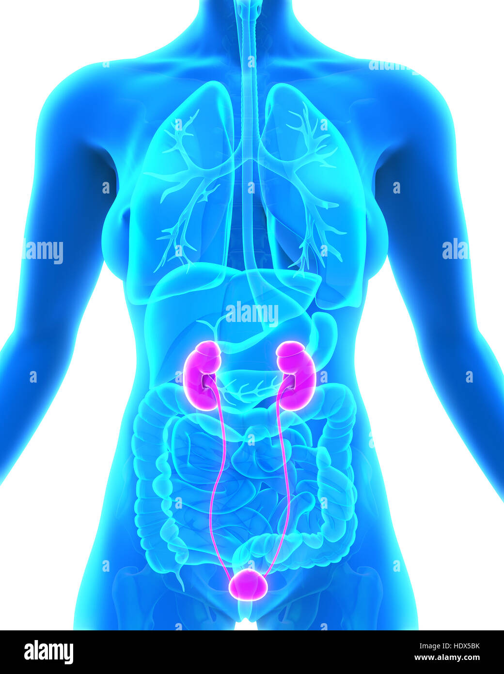 Female Urinary System Stock Photos & Female Urinary System Stock Images