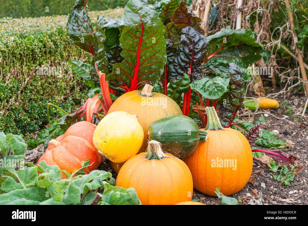 Home grown mixed vegetables in an allotment in the UK. Stock Photo