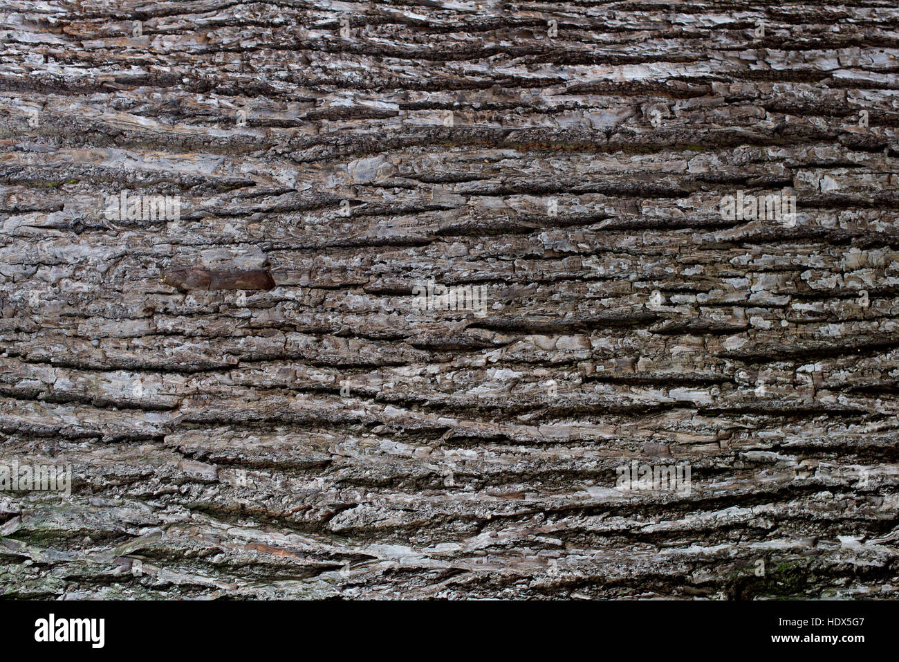 Tree Surface texture of a tree trunk Stock Photo