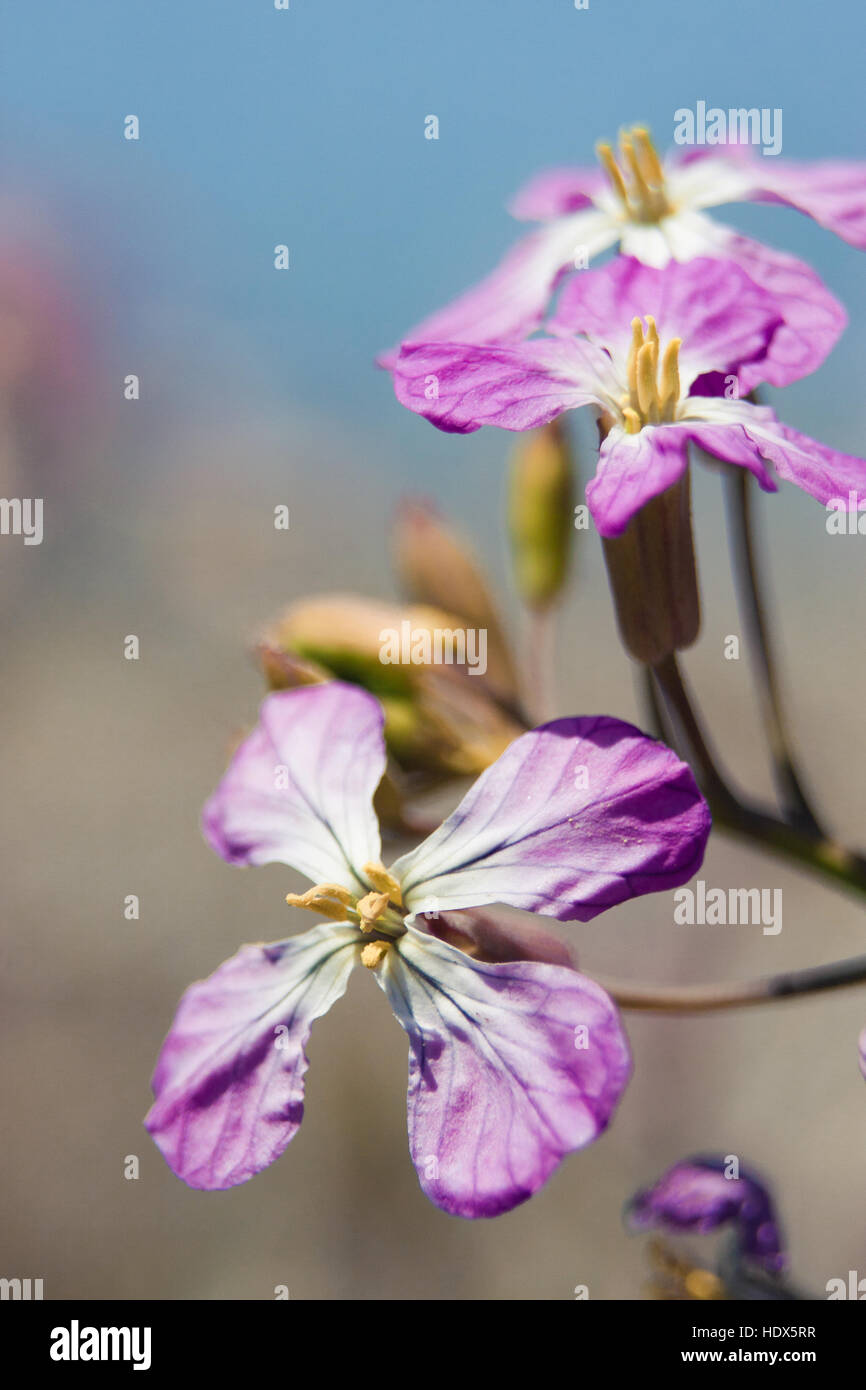 Flower on trail to Glass Beach, Fort Bragg California Stock Photo Alamy
