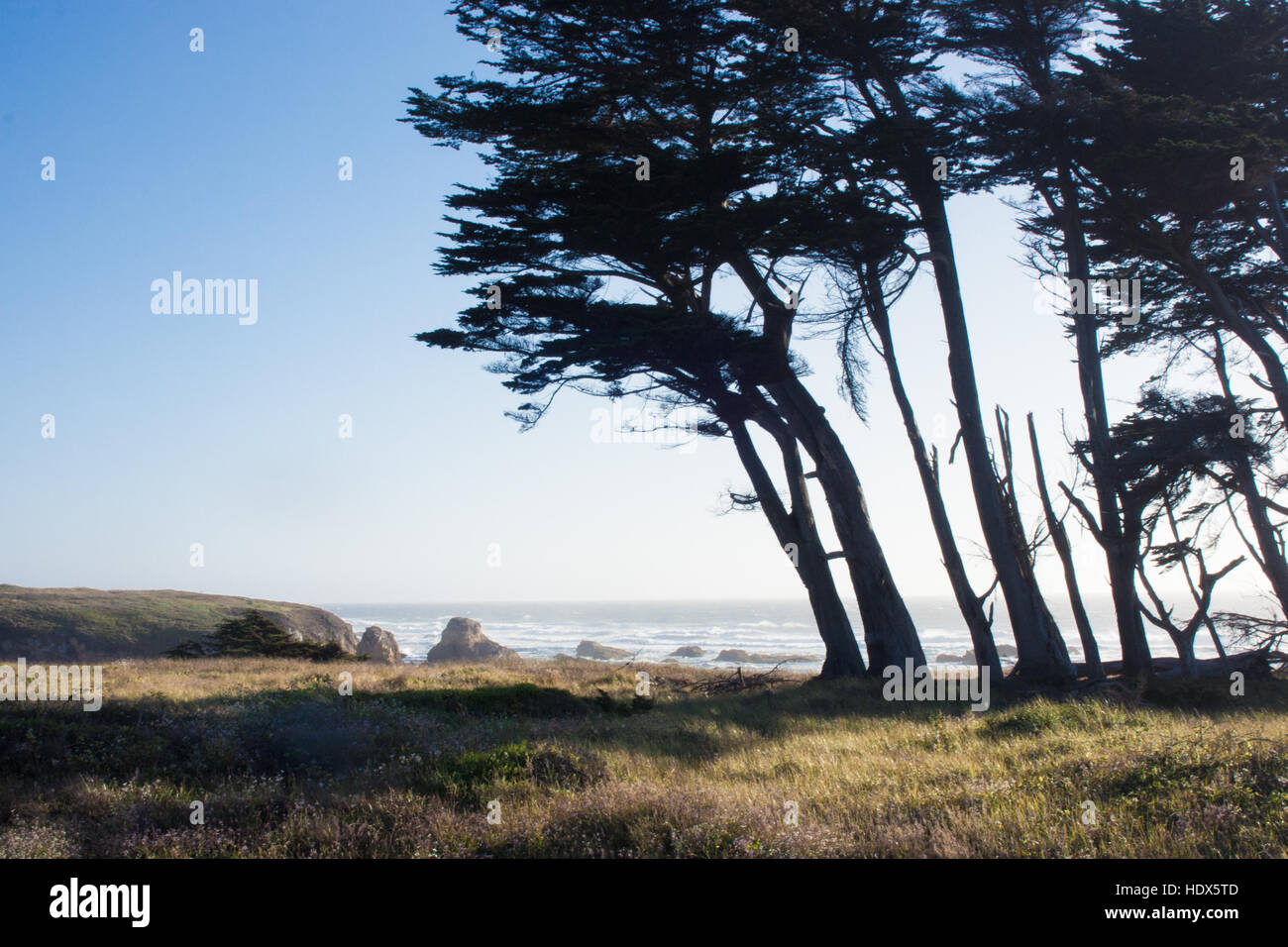 Trees by the ocean in Fort Bragg, Northern California Stock Photo Alamy