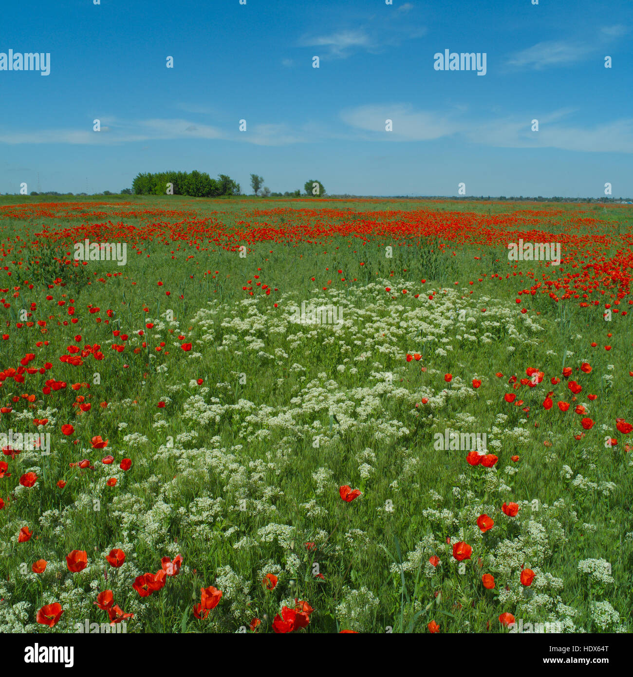 White poppies for peace hi-res stock photography and images - Alamy