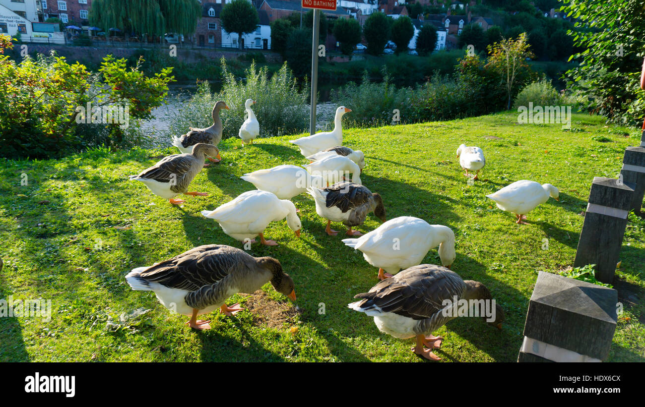 Geese Ringing Geese formation ducks as well and ring dove wildlife close to the city ...