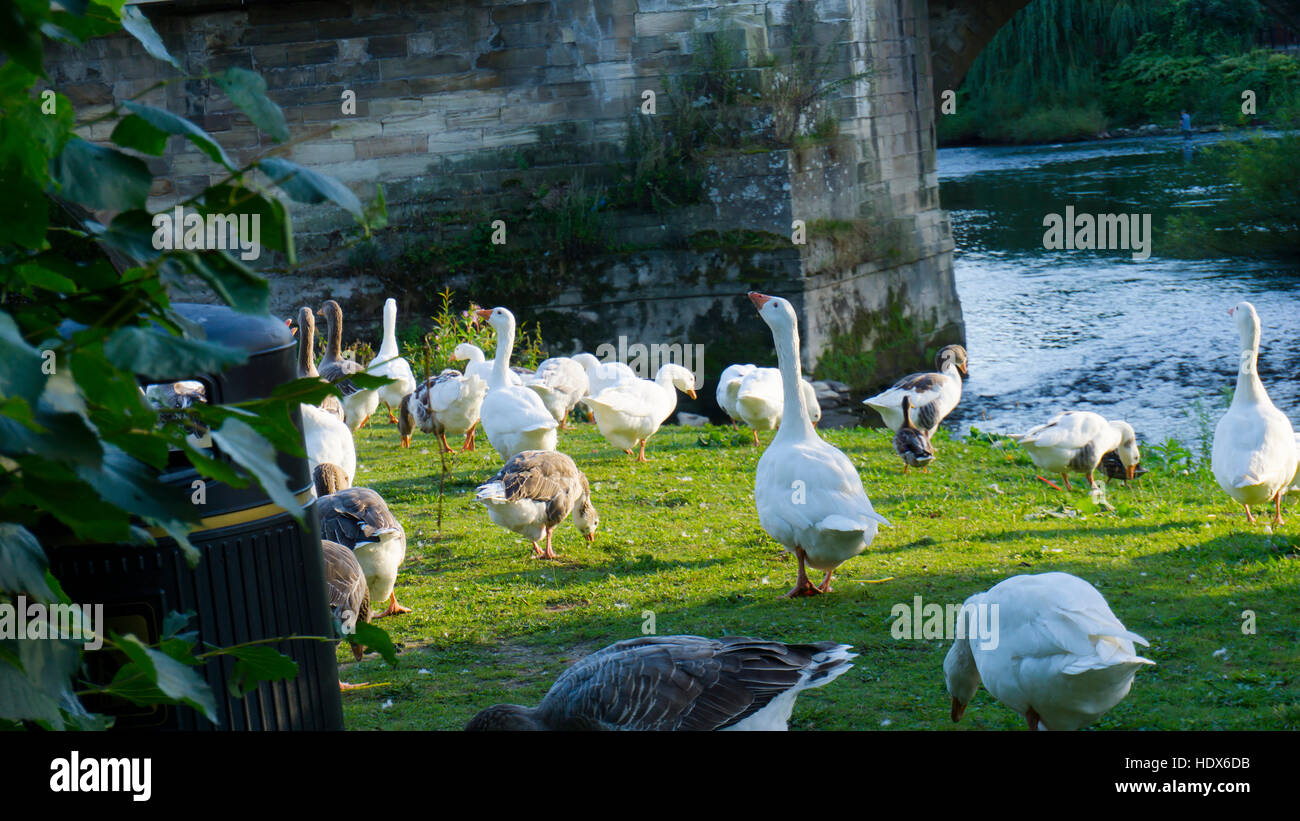 Geese Ringing Geese formation ducks as well and ring dove wildlife close to the city ...