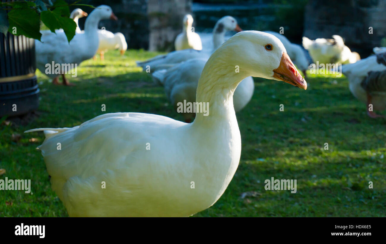 Geese Ringing Geese formation ducks as well and ring dove wildlife close to the city ...
