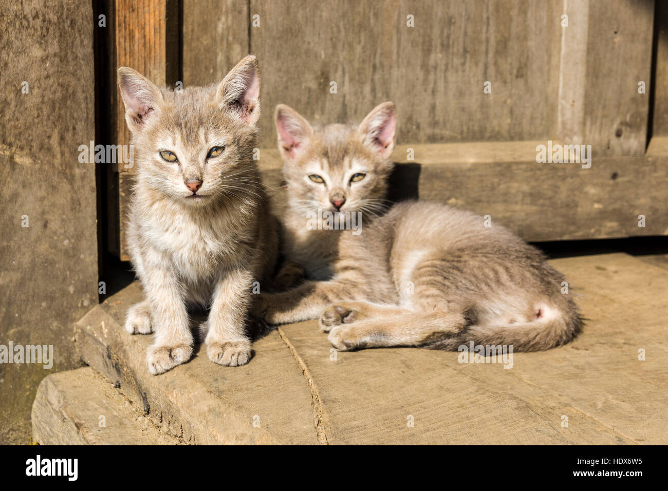 Two baby cats are playing with each other Stock Photo