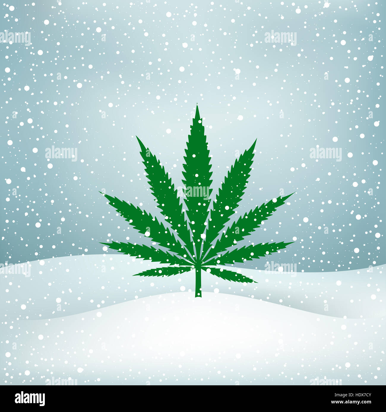 Growing cannabis hemp marijuana green leaf on white and blue snow