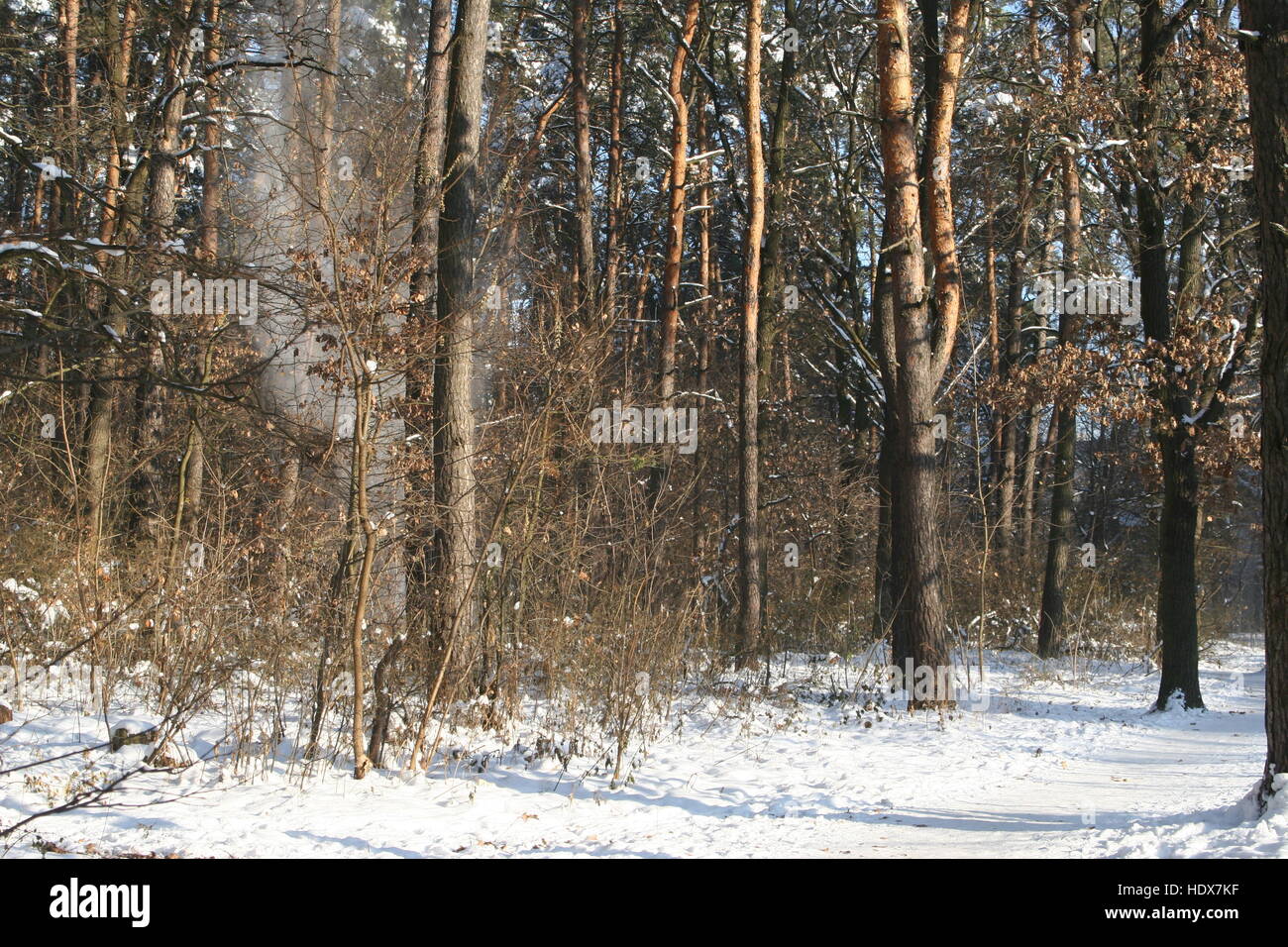 winter forest, trees in the snow, the sun's rays on the snow, Stock Photo