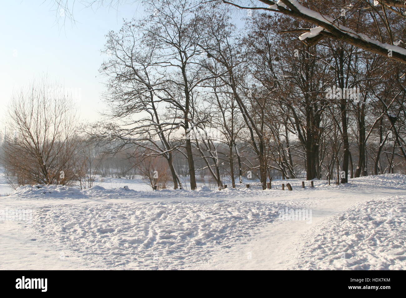winter forest, trees in the snow, the sun's rays on the snow, paths in the snow, winter paths Stock Photo