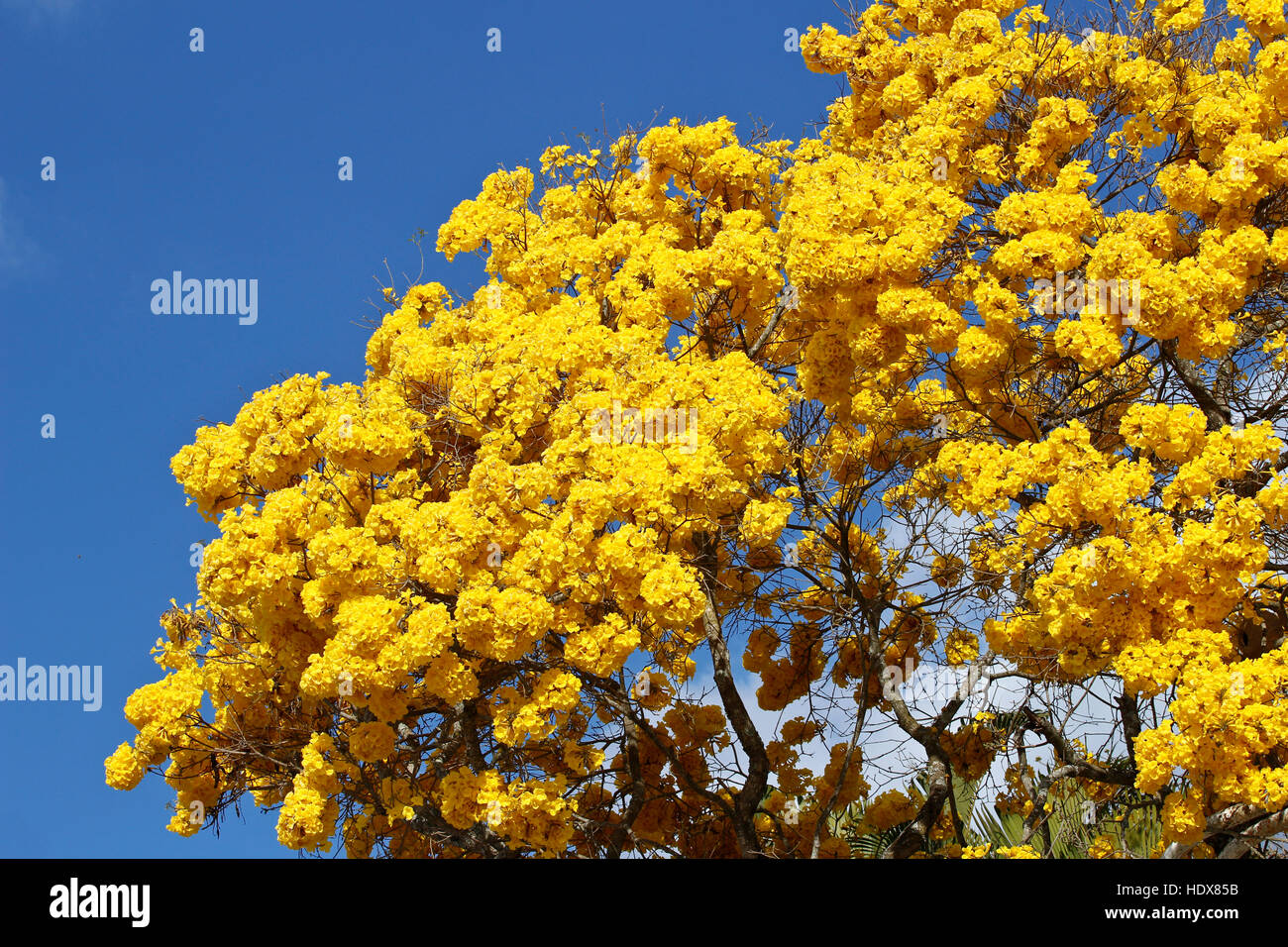 Ipe tree brazil hi-res stock photography and images - Page 3 - Alamy