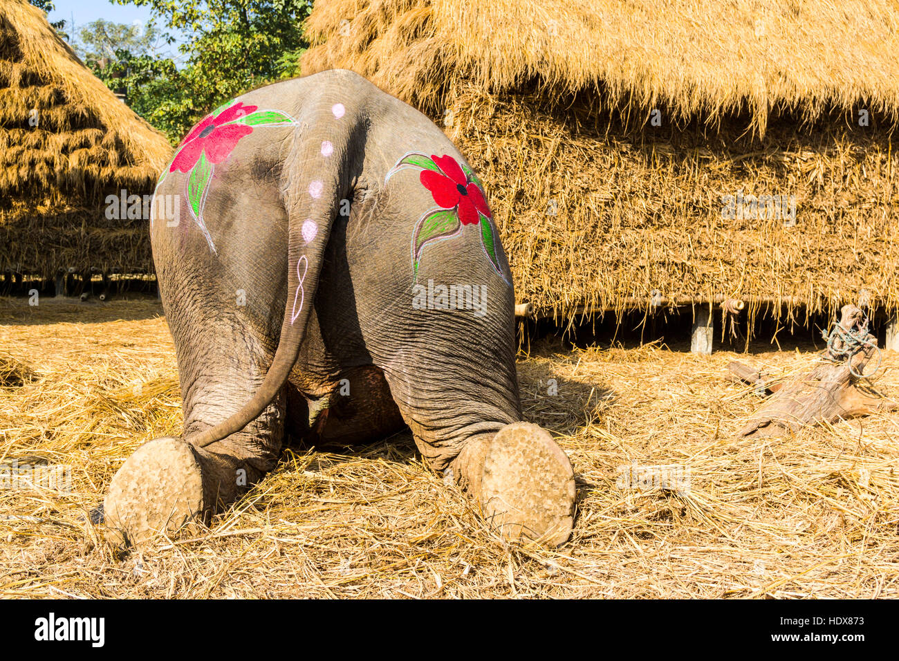 The backside view of an elephant, colorfully painted for the Elephant Festival Stock Photo