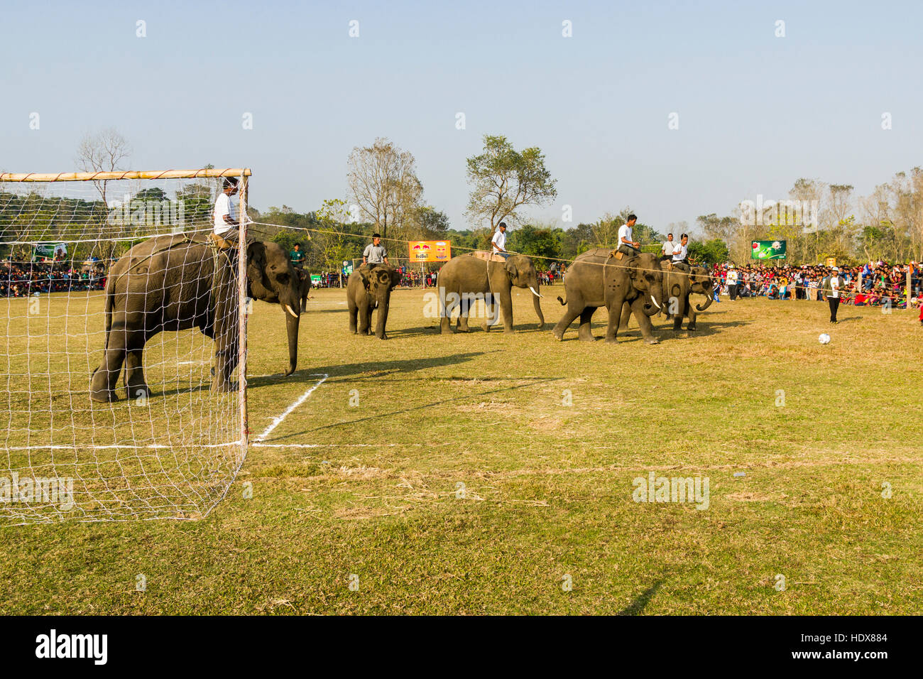 Nepal elephant competition hires stock photography and images Alamy