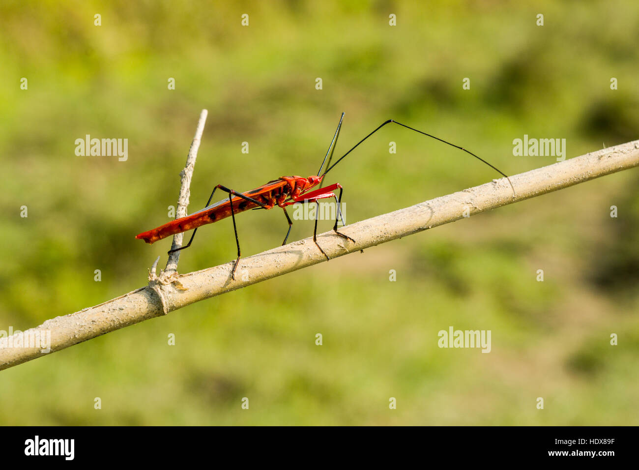 A Red Cotton Bug (Dysdercus cingulatus) is sitting on a dry branch of a tree Stock Photo