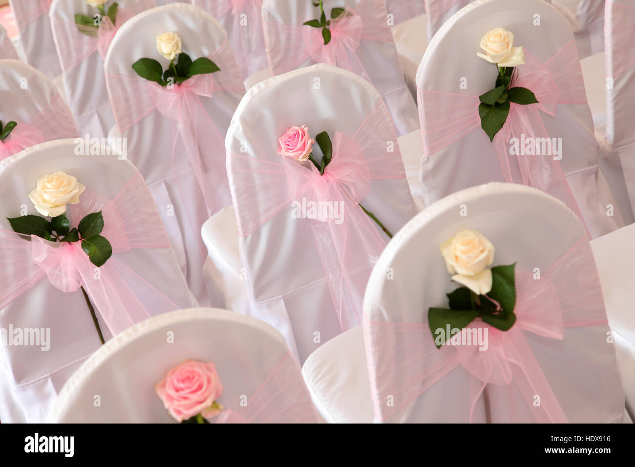 Chairs decorated with white covers, and pink and white roses, prepared for a wedding ceremony Stock Photo