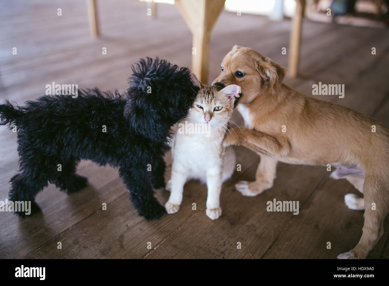 Dogs and cats are playing together. 2 dogs trying to tease a cat Stock