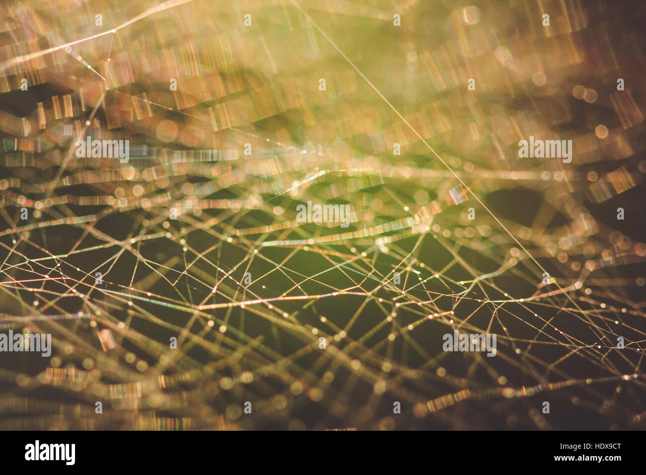 Cobweb macro abstract Stock Photo - Alamy