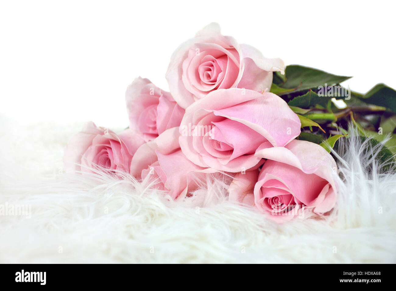 Pink white rose flower hi-res stock photography and images - Alamy