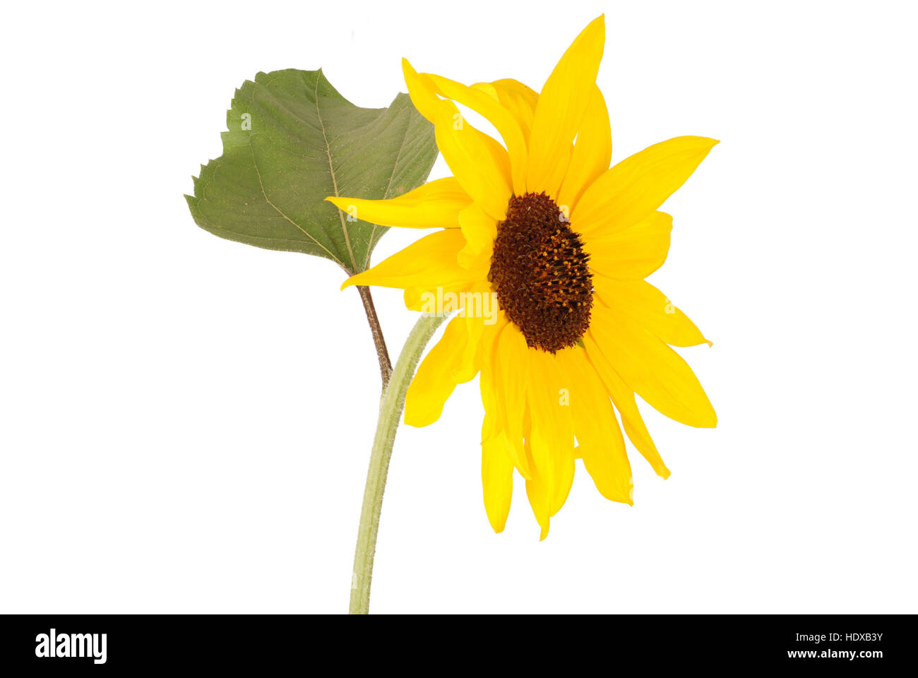 Beautiful sunflower isolated on white. Close-up Stock Photo - Alamy