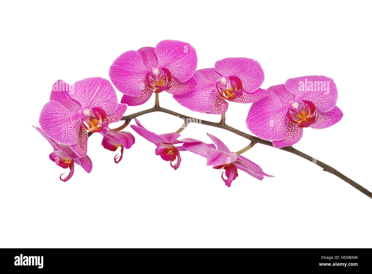 Purple orchid flower with veins isolated on a white background. Photo