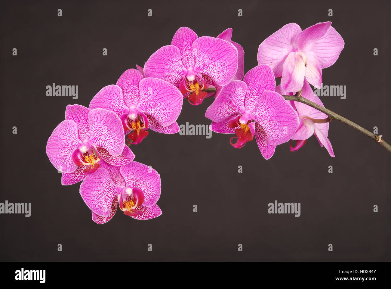 Purple orchid flower with veins on the black background Stock Photo - Alamy